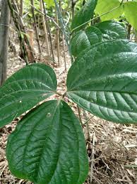 Image result for Dioscorea dregeana