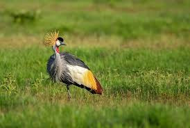 We did not find results for: What Is The National Bird Of Canada Worldatlas