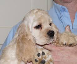Check spelling or type a new query. American Cocker Spaniel Puppy Huddersfield West Yorkshire Pets4homes