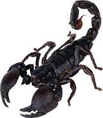 Scorpion Png Image Scorpion Scorpion Tattoo Animals Beautiful