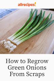 Fill with water to cover half the stalk, then place the glass on a sunny windowsill. How To Regrow Green Onions From Scraps Regrow Green Onions Growing Spring Onions Green Onions Growing
