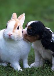 Cute Rabbit Wallpaper Funny Pet Wallpapers Cute Pet Funny Pet Animals Friends Baby Animals Cute Dogs