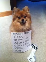 Pin On Dog Humor