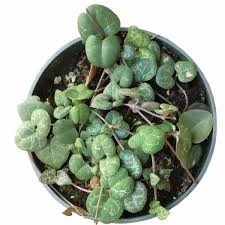 Browse succulents by common name: How To Care For String Of Pearls Plant Succulents Box
