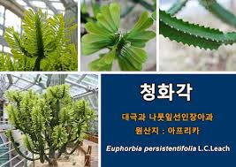 Image result for Euphorbia persistentifolia
