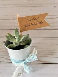 Oh Boy Oh Baby Succulent Party Favors Oh Baby Its A Girl Etsy Baby Shower Souvenirs Boy Baby Shower Favors Shower Plant