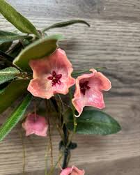 Image result for Polystachya spatella