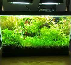 Do Led Flood Lights Work For Planted Aquarium Aquarium Advice Aquarium Forum Community