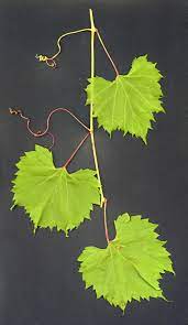 In general, wild grapes tend to have smaller fruits than domesticated grapes. Door To Nature Wild Grape Kudzu Of The North Door County Pulse