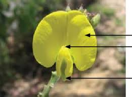 Image result for Crotalaria micans