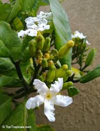 Image result for Tabernaemontana crassa