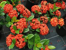 Image result for Ixora sp. A