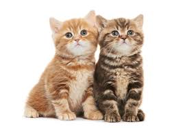 After 5 weeks they are introduced to the rest of the home, (they still remain separate from the permanent residents). 12 Most Popular British Shorthair Colors From Cinnamon To Lilac I Discerning Cat