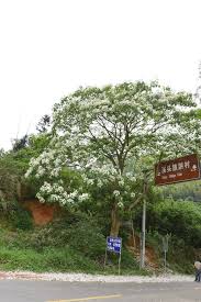 Image result for Vernicia montana