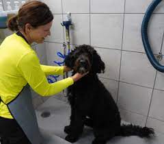 Bathing a dog in a regular bath tub is messy and often hard on your back. Self Serve Dog Wash Pet Supplies Plus Pet Supplies Plus