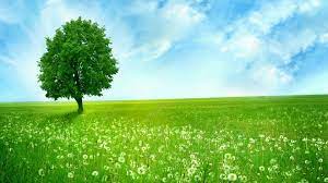 These nature wallpapers can refresh your mind. Wallpaper Nature Green 8a0 Wallvivu Magazine Nature Desktop Wallpaper Green Nature Wallpaper Hd Nature Wallpapers