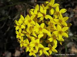 Image result for Sebaea sedoides