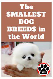 The Smallest Dog Breeds In The World Small Dog Breeds Dog Breeds Hypoallergenic Dog Breed