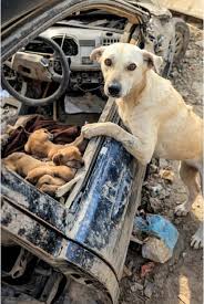 Rescuing a Puppy from an Abandoned Car