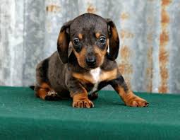 Located in the heart of the texas hill country, near fredericksburg, san antonio and austin. Miniature Dachshund Puppy For Sale Adoption Rescue For Sale In Canton Texas Classified Americanlisted Com