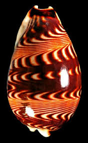 Pin By Suzanne On Morskie Rakoviny In 2020 Sea Shells Olive Oil Bottles Shells