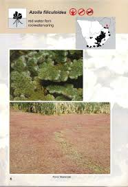 Image result for Limosella maior