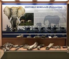 Turkmenoglu Alisveris Merkezi Adli Kullanicinin Hayvanlar Ve Evcil Hayvanlar Alemi The World Of Animals And Pets Panosundaki Pin 2020 Evcil Hayvanlar Hayvanlar Hayvanlar Alemi