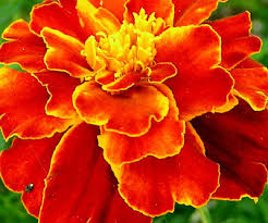 Find here details of companies selling marigold flower, for your purchase requirements. Dyeing Fiber Naturally Maine Organic Farmers And Gardeners