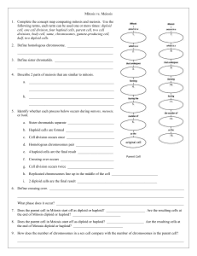 Gallery of 50 meiosis matching worksheet answer key. Meiosis Review Sheet