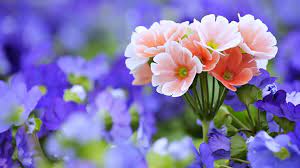 Beautiful German Bavaria Flowers In Garden Schone Bilder Von Blumen Blumen Bilder Blumentapete