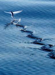 F O Fabforgottennobility Fabforgottennobility Flying Fish Exocoetidae Ocean Creatures Underwater Animals Ocean Life
