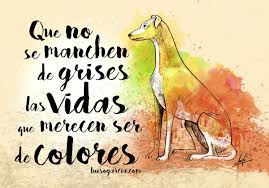 Día del galgo • world galgo day empowers us to speak with one voice to educate the world about the plight of these beautiful dogs. Luiso Garcia Pa Twitter Hoy Es El Dia Mundial Del Galgo Termina La Temporada De Caza Y Cientos De Estos Bellos Animales Son Abandonados Y Asesinados Freethegalgo Https T Co 7cu2ai8yzv
