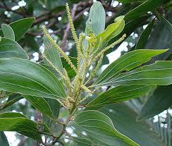 Image result for Acacia mangium