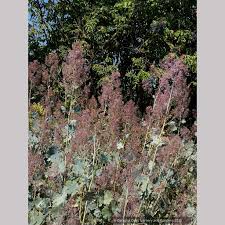 Image result for Macleaya
