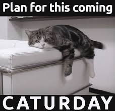 Not only do they make you chuckle but they are also. Just In Time For Caturday Caturday Funny Funny Cats Caturday