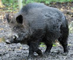 Wild boar wild boar's reclusive nature and fierce disposition have long made them a hunter's prize. Wild Boar Xenopedia Fandom