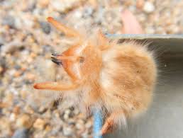Learn how it survives in the hottest parts of the world by knowing the adaptations of a camel to a desert environment. The Natural History Of Teddy Bear Solifugids Cuddly Wonders Of The Desert Arthropod Ecology