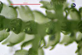 Image result for Lepidotrichilia