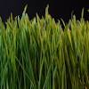 Dupont ™ foreverlawn ® select lx. 1