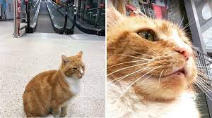 All your pets needs in one stop Ely Cathedral Eulogy To Sainsbury S Cat Garfield Bbc News