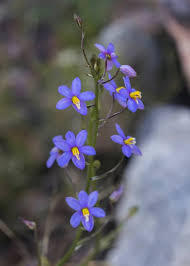 Image result for Wahlenbergia undulata