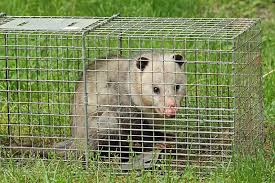 With a significant background in engineering more than 20 years, tom is skilled in. 1 Rated Detailed Pest Control Toms River Nj Exterminators