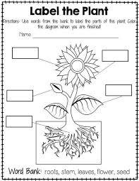 Plant Labeling Worksheet Free Plants Worksheets Plants Kindergarten Parts Of A Flower