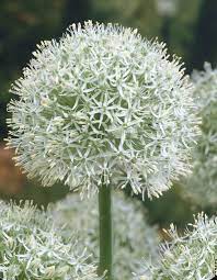 Maybe you would like to learn more about one of these? Alliumbulbs White Giant Largest White Allium Tulip Store