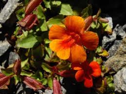 Image result for Mimulus