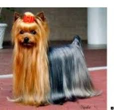 Learn About Dogs For Sale Just Click On The Link To Learn More Enjoy The Website Yorkshire Terrier Puppies Yorkshire Terrier Yorkie