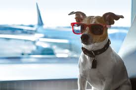 Pet airline travel can work pretty well, and more and more airlines are realizing how important it is to while the amount of rabies victims has decreased significantly through the years, the victim rate has. 9 Most Pet Friendly Airlines In America Full List Million Mile Secrets