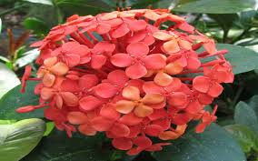 Fill your cart with color today! Nora Grant Ixora For Sale Naples