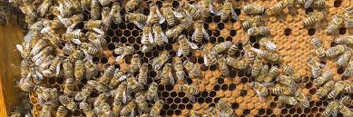 What do bumble bees look like? How To Get Rid Of Bees From Your Home Safely Solutions Pest Lawn