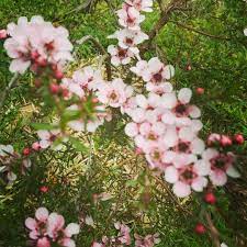 Luxury plant native to australia leptospermum paniculate, the world's better known as manuka. Leptospermum Scoparium Pink Cascade New Zealand Tea Tree Pink Cascade In Gardentags Plant Encyclopedia